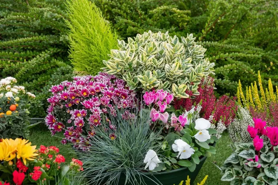 composition-plantes