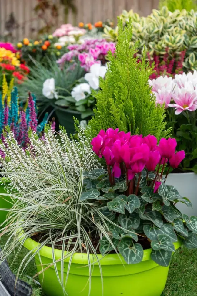 compositon-fleurs-plantes