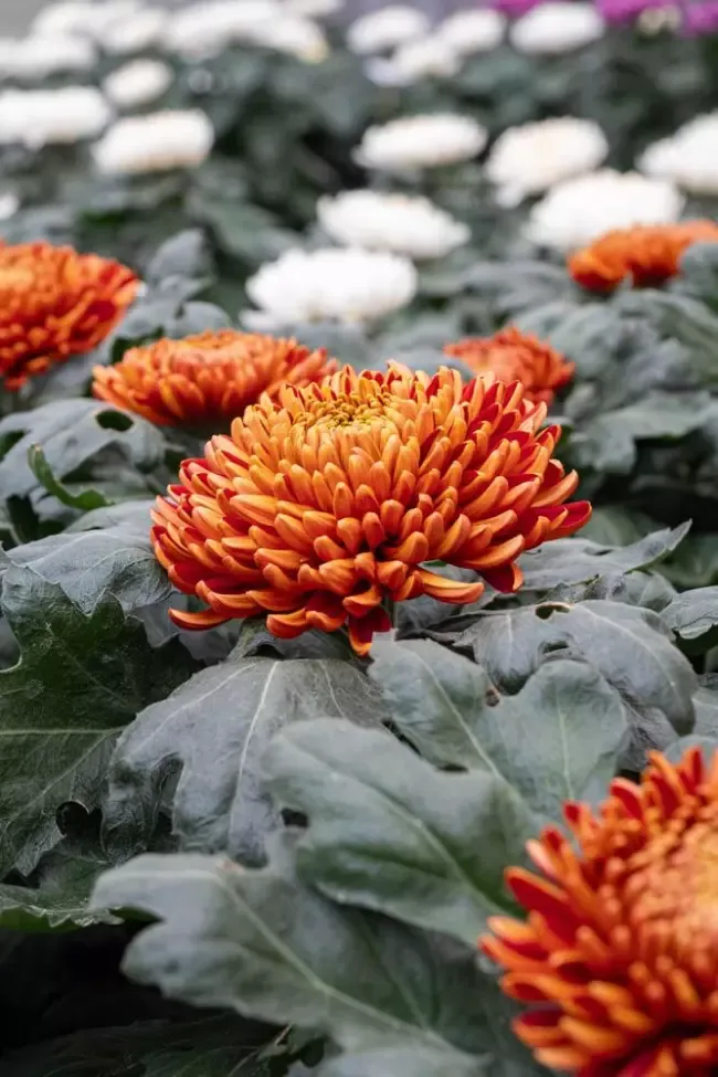 chrysantheme-orange
