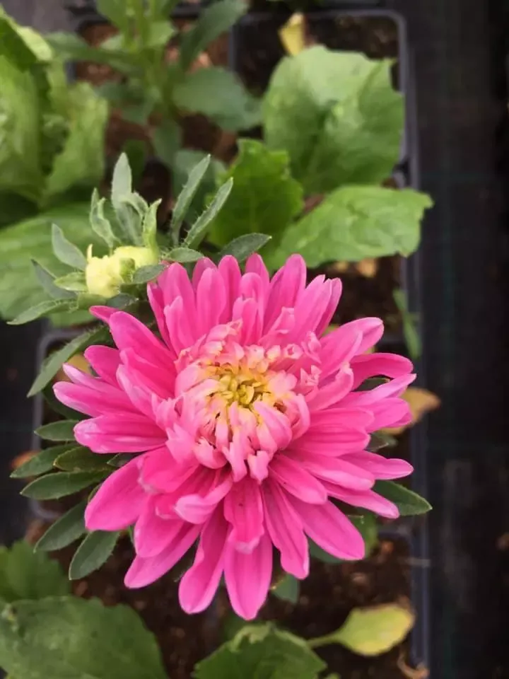 chrysantheme-rose