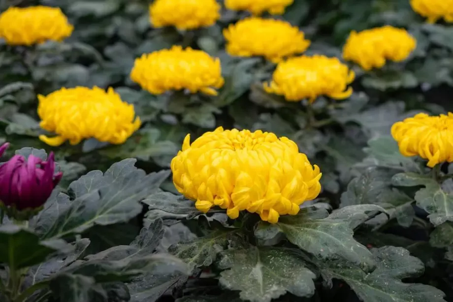 chrysanthemes