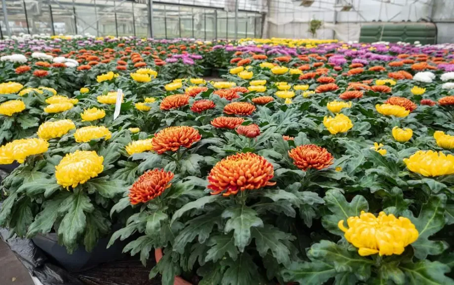 Fleurs à Bertincourt