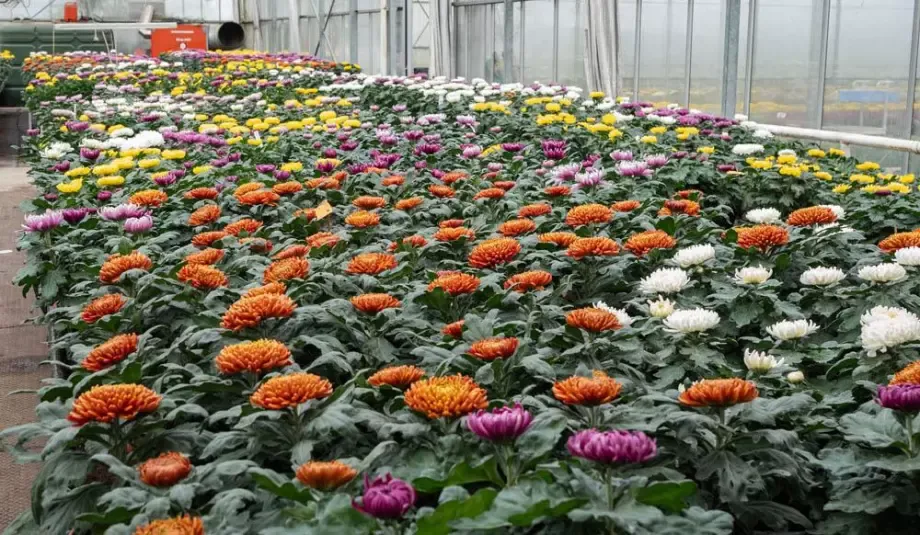 chrysanthemes-lots