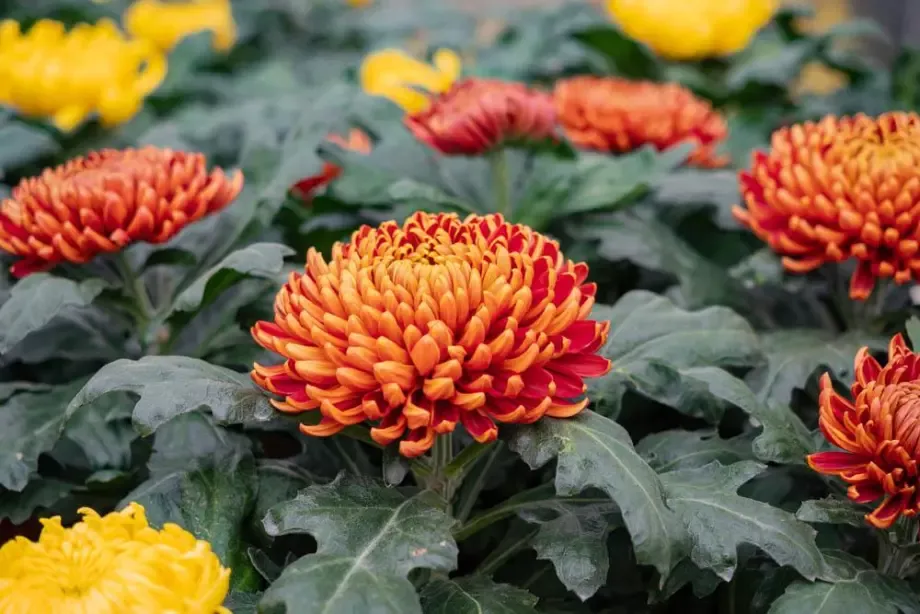 chrysanthemes-orange