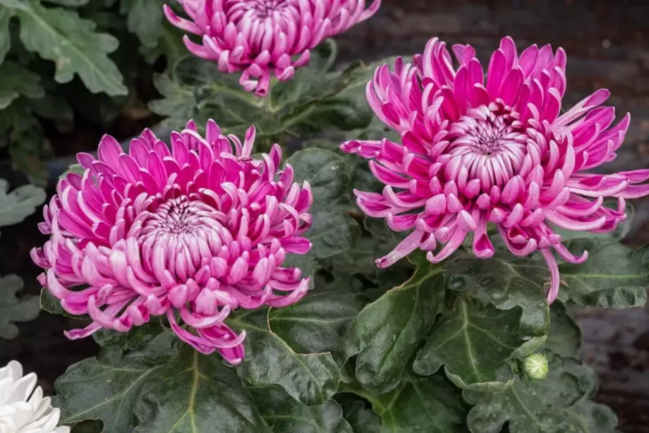 chrysanthemes-roses