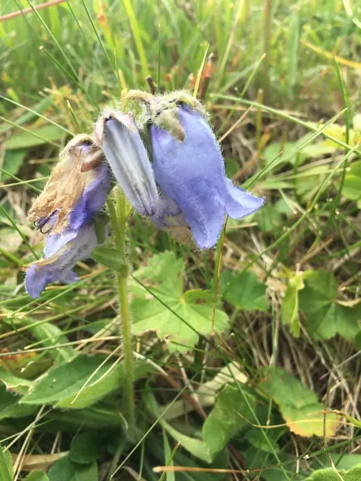 fleur-cloche-violette