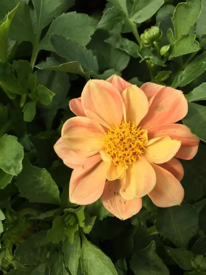 fleur-orange