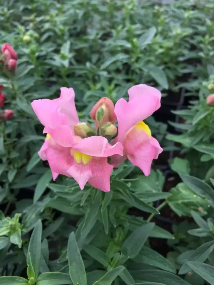 fleur-rose