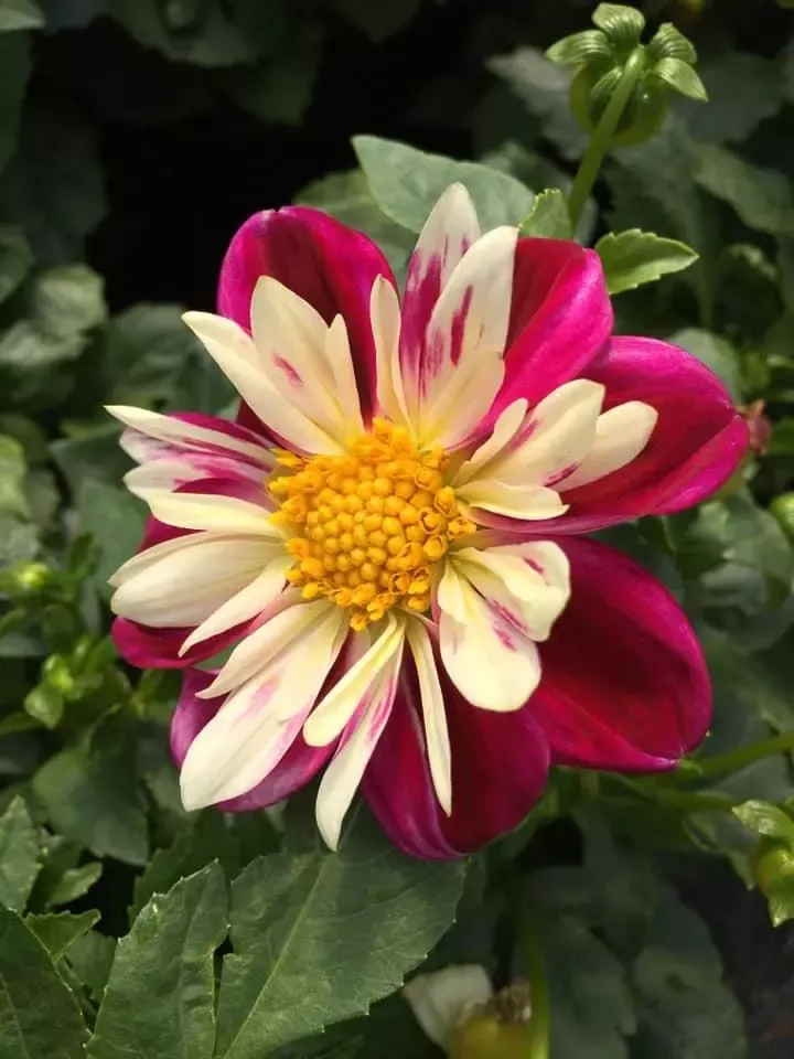 fleur-rose-blanche