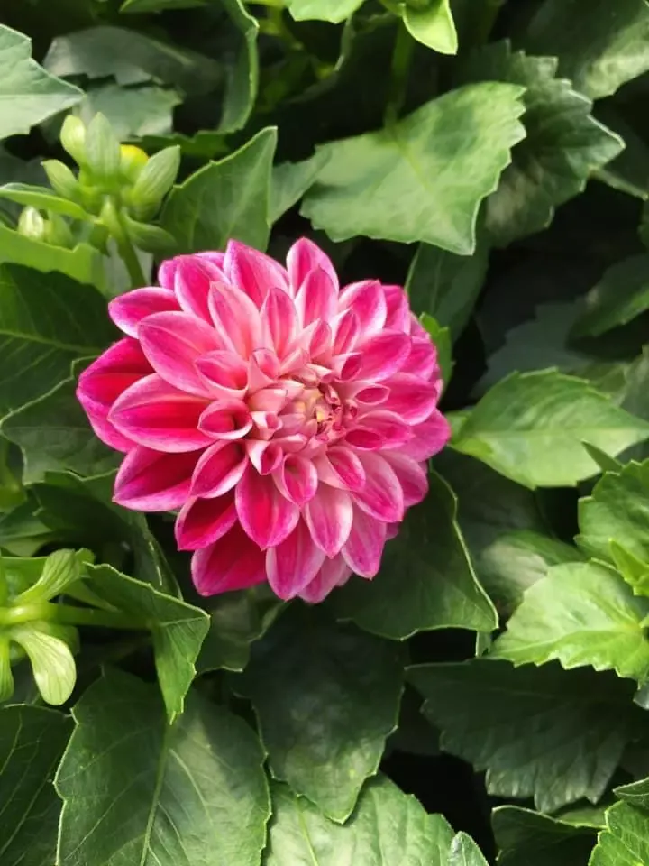 fleur-rose-gros-plan