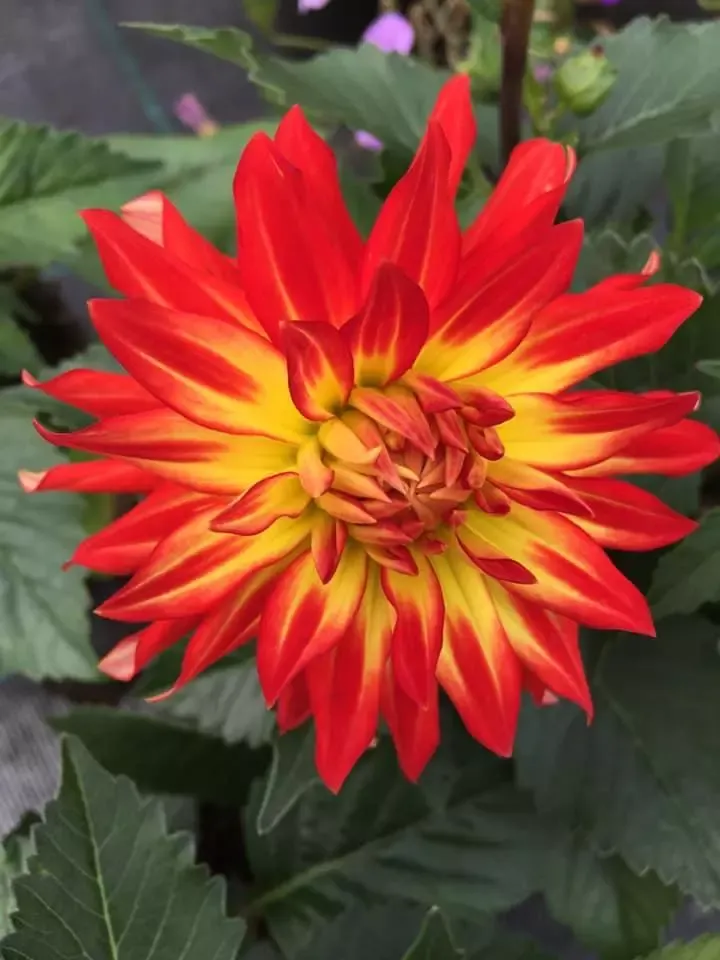 fleur-rouge-jaune