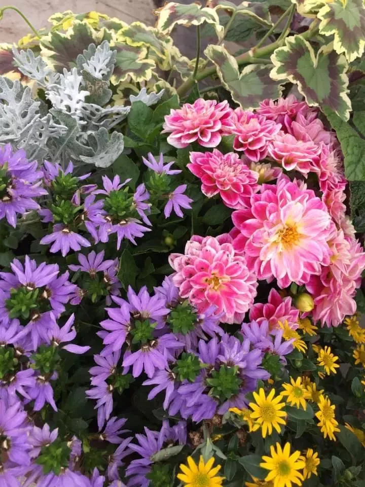 fleurs