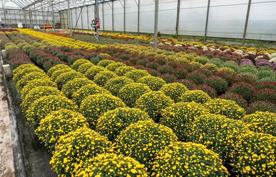 Livraison de fleurs à Bertincourt