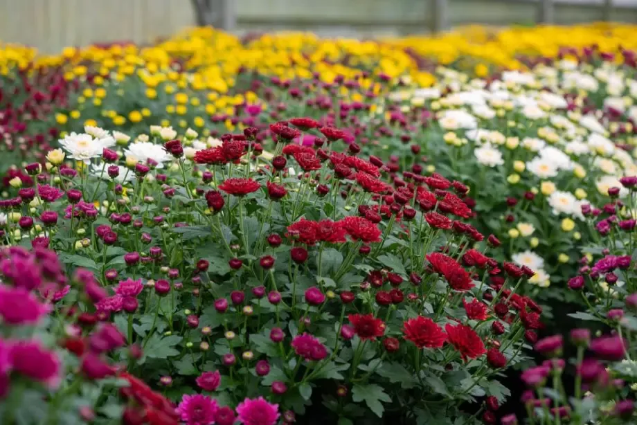 fleurs-couleurs