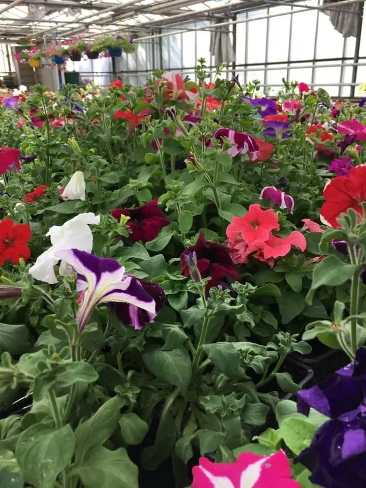 fleurs-couleurs-pots