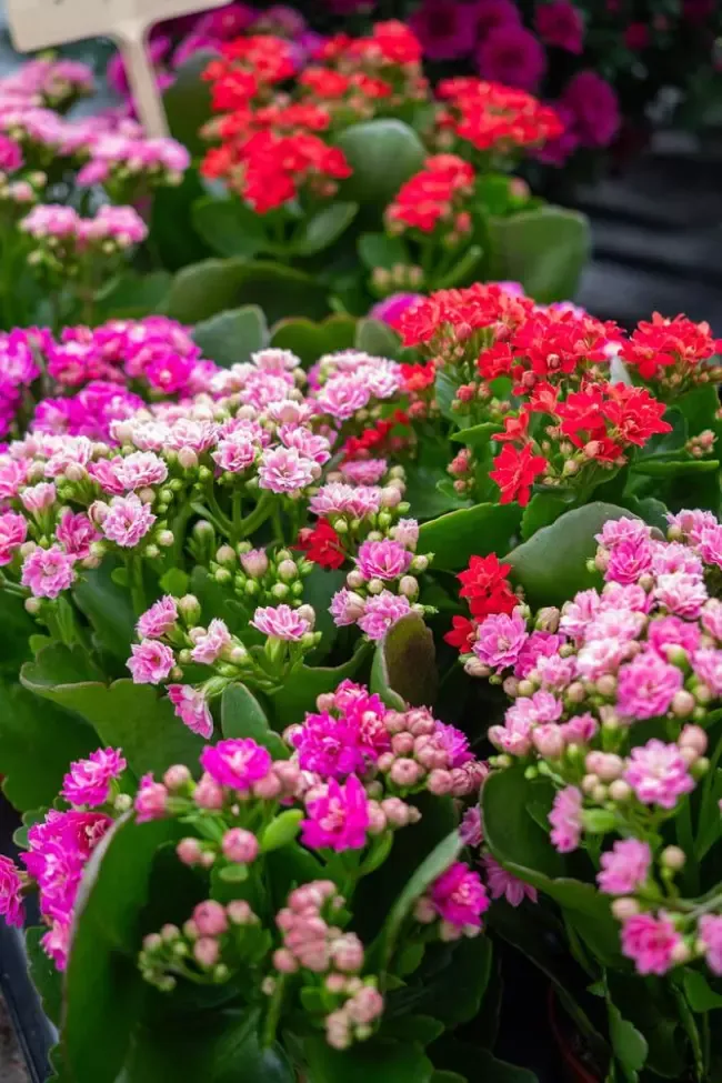 fleurs-en-pots