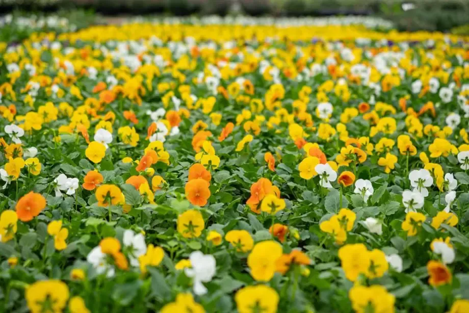 fleurs-jaunes-blanches