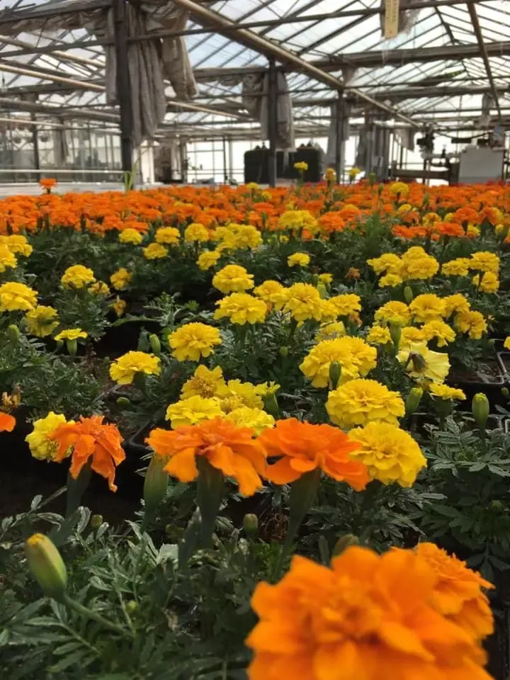 fleurs-jaunes-oranges