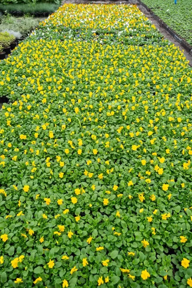 fleurs-jaunes-vertes