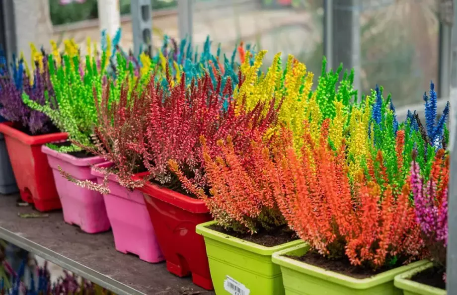 fleurs-multicolor