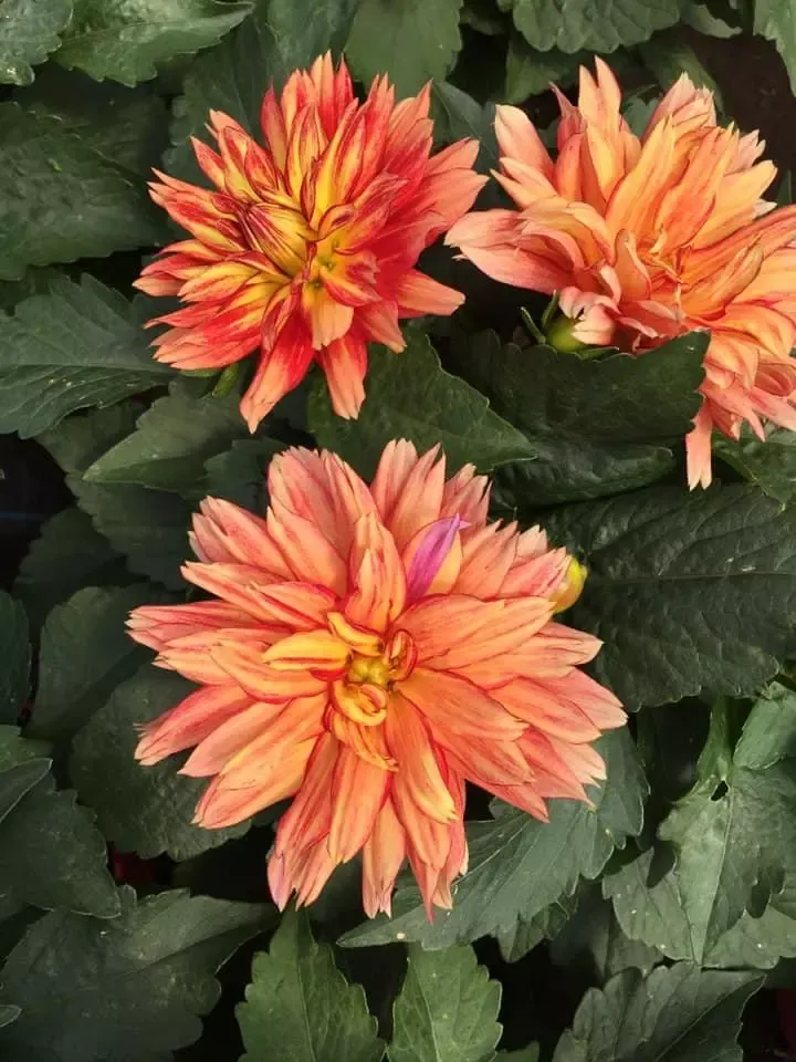 fleurs-oranges