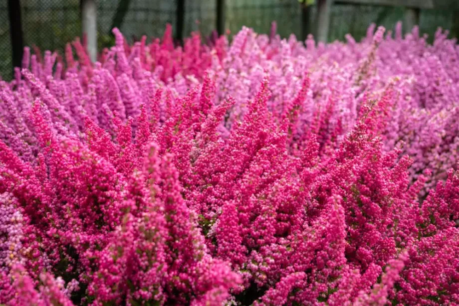 fleurs-roses