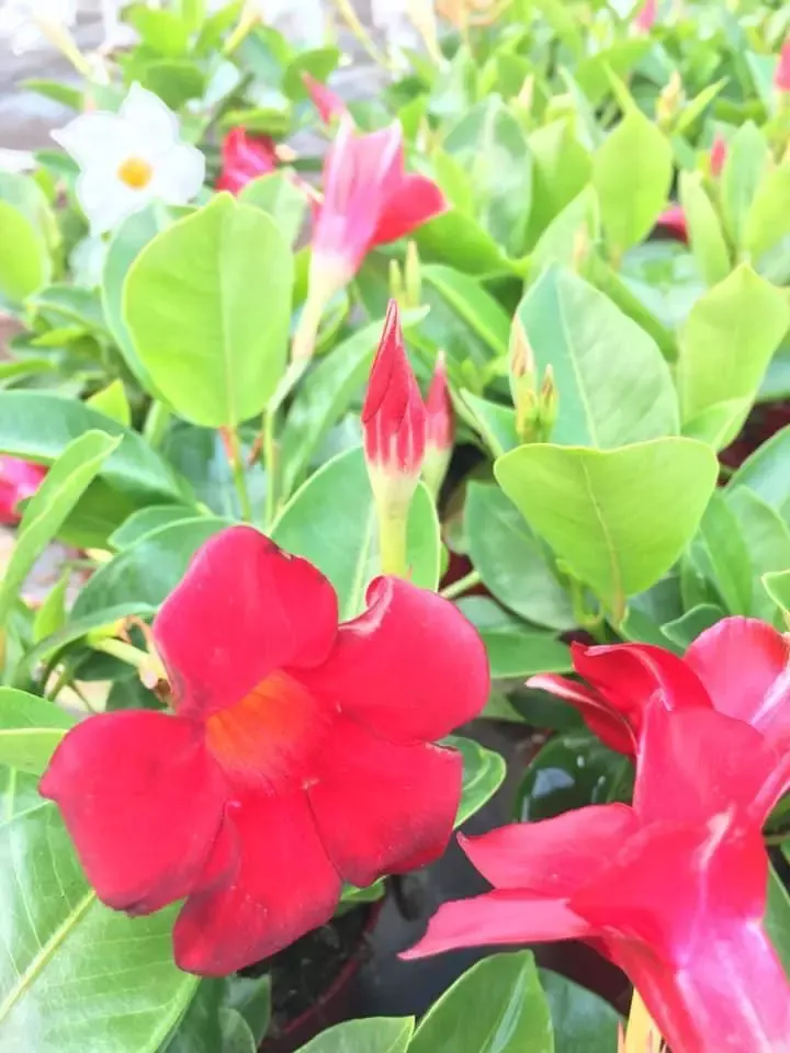 fleurs-roses-gros-plan