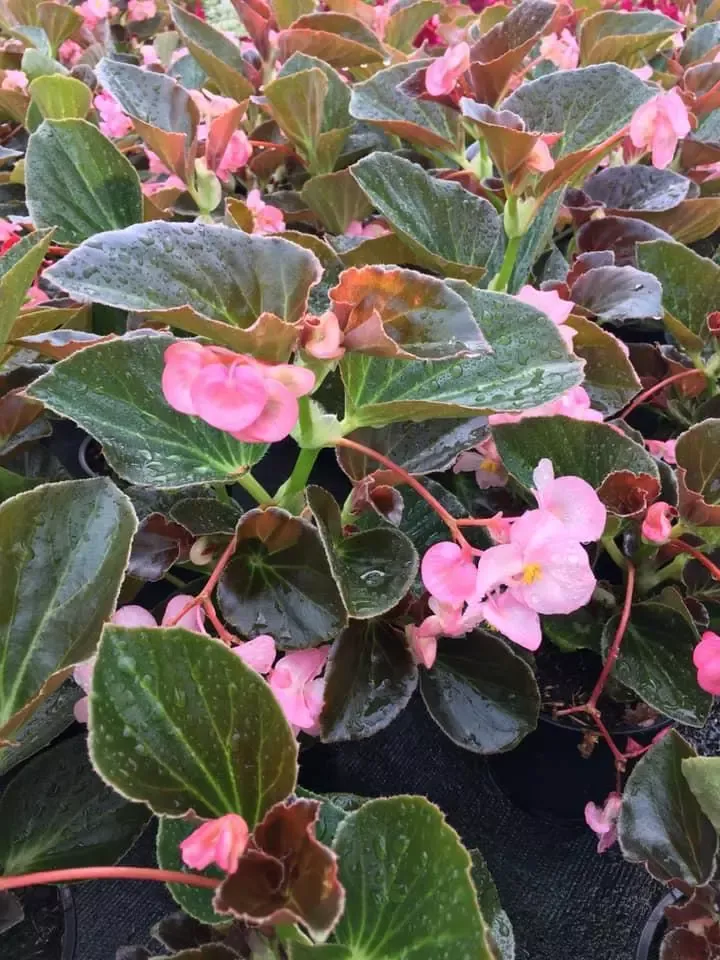 fleurs-roses-mouillees