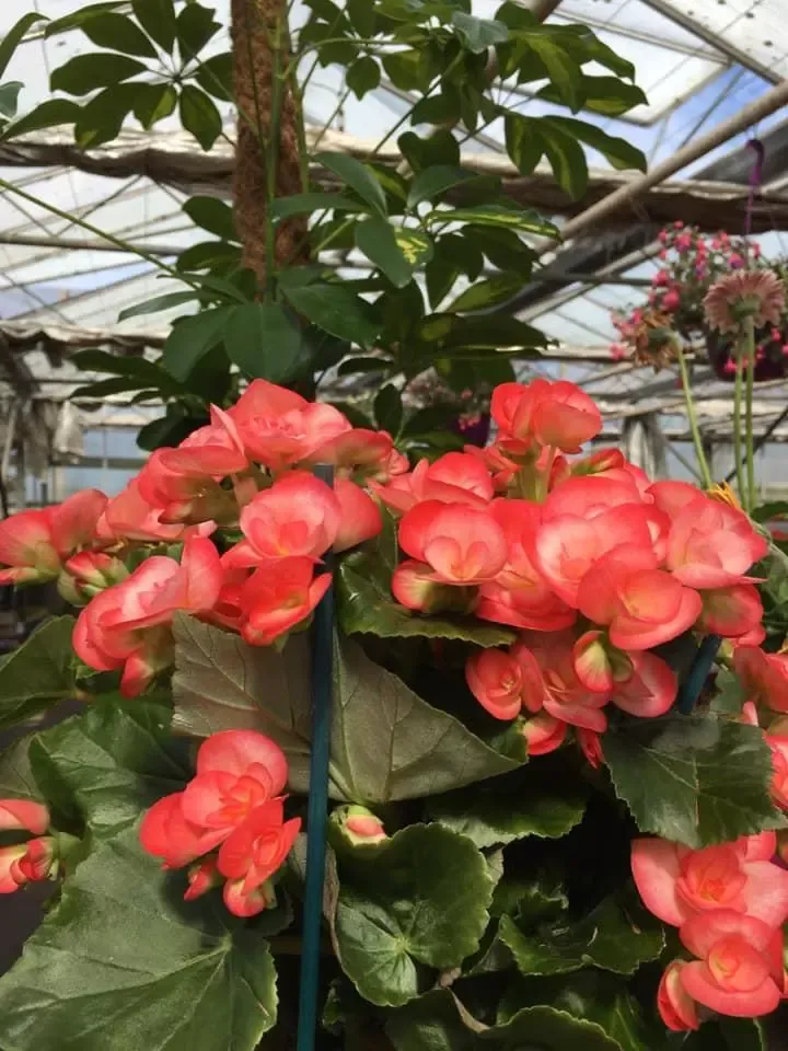 fleurs-roses-orange