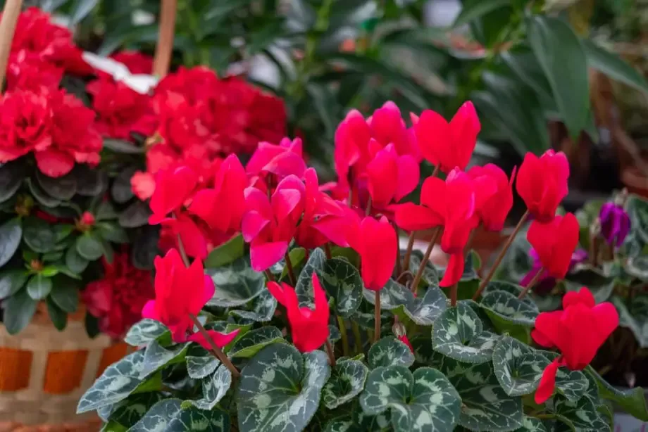 fleurs-rouges