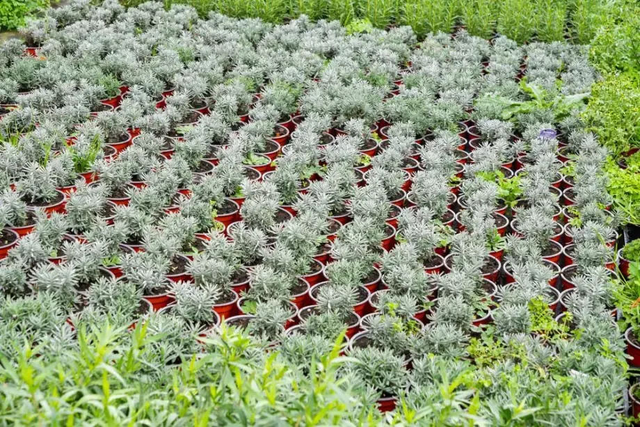 Plantes à Bertincourt