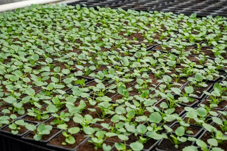 petites-plantes