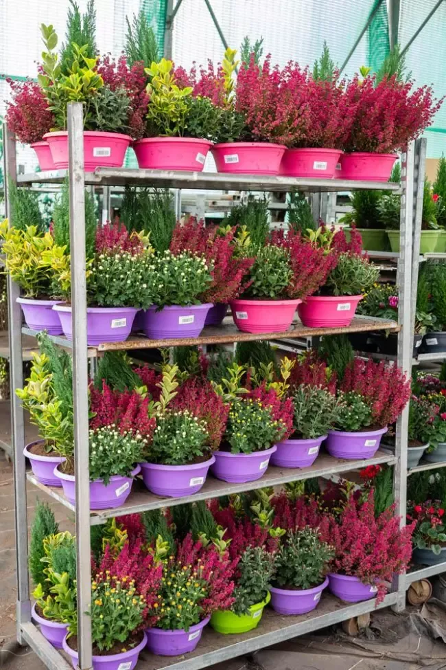 pots-plantes